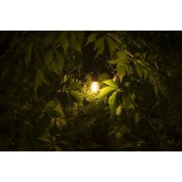 GTV żarówka LED 1x0,5 W 2700 K E27 LD-S14FLE05-30