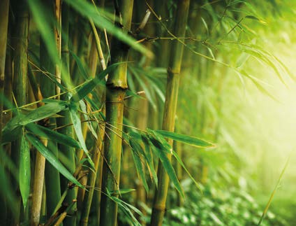 Pędy bambusowe